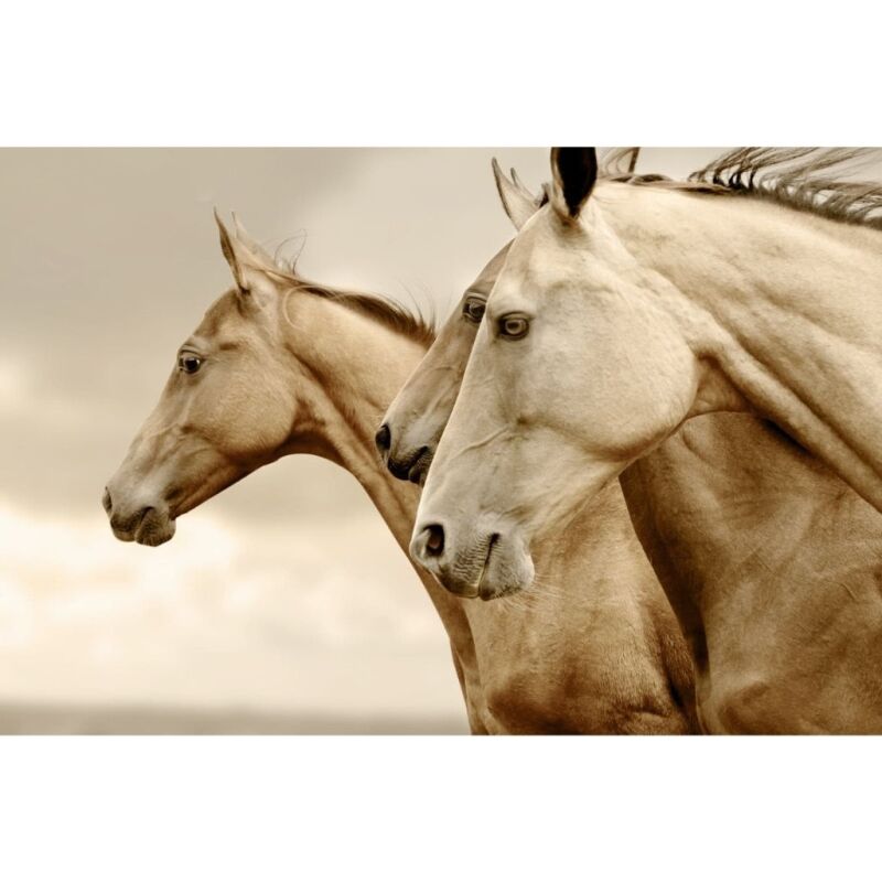Sepia Horses (Ανεστραμμένο)